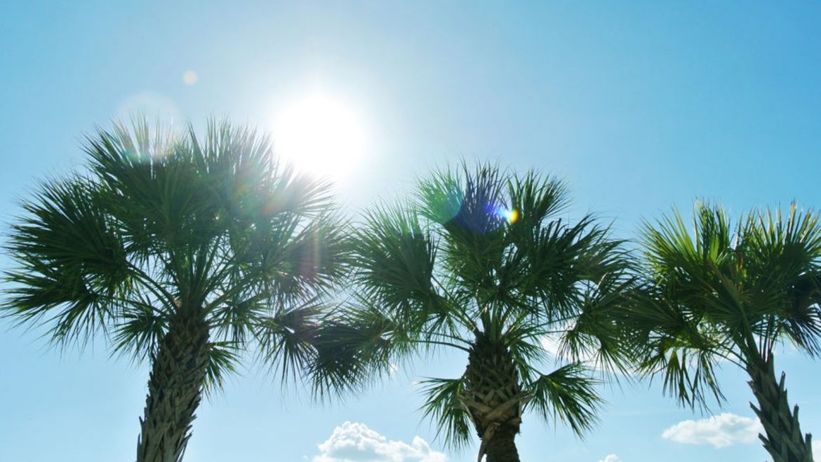 النخلة عبر التاريخ.. شامخةٌ تعانق السماء