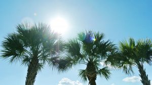 النخلة عبر التاريخ.. شامخةٌ تعانق السماء