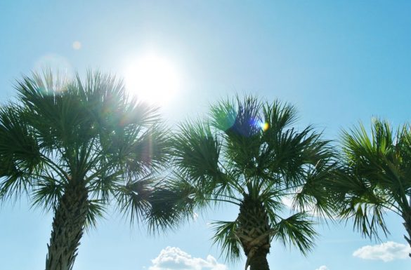 النخلة عبر التاريخ.. شامخةٌ تعانق السماء