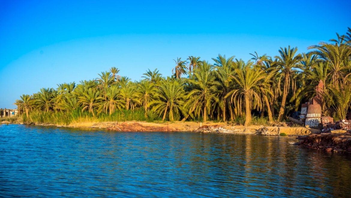 واحة سيوة.. منطقة تراث عالمية لزراعة النخيل
