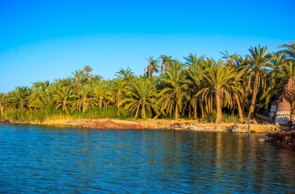 واحة سيوة.. منطقة تراث عالمية لزراعة النخيل