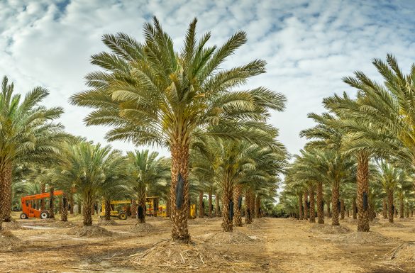 نخيل التمور.. ثروة قومية لها تاريخ