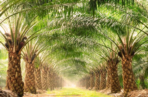 3 طرق لإكثار النخيل