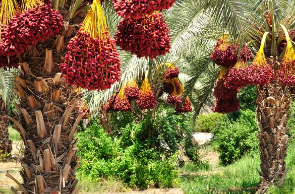 كيف نتصدى لمشكلات زراعة النخيل وإنتاج التمور؟