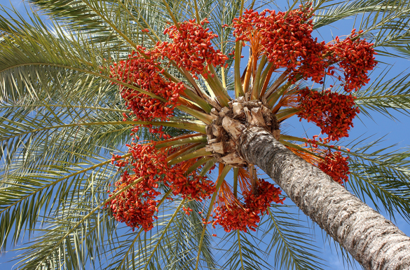 ماذا تعرف عن أصناف النخيل؟ وما هي أماكن انتشارها في مصر؟
