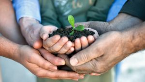 كيف نحمي نخيل التمور من الآفات وسقوط الثمار المبكر؟