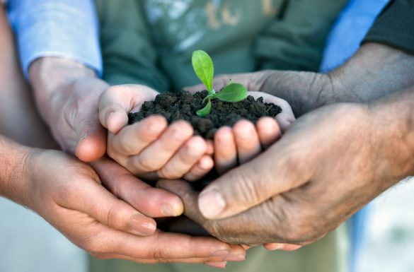 كيف نحمي نخيل التمور من الآفات وسقوط الثمار المبكر؟