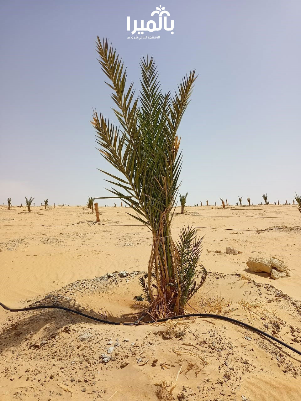 صور من أرض الواقع لفسايل موسم بالميرا الأول بتاريخ 10-06-2021